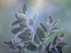 USA-Washington State-Seabeck Senecio leaves close-up Botanical Print
